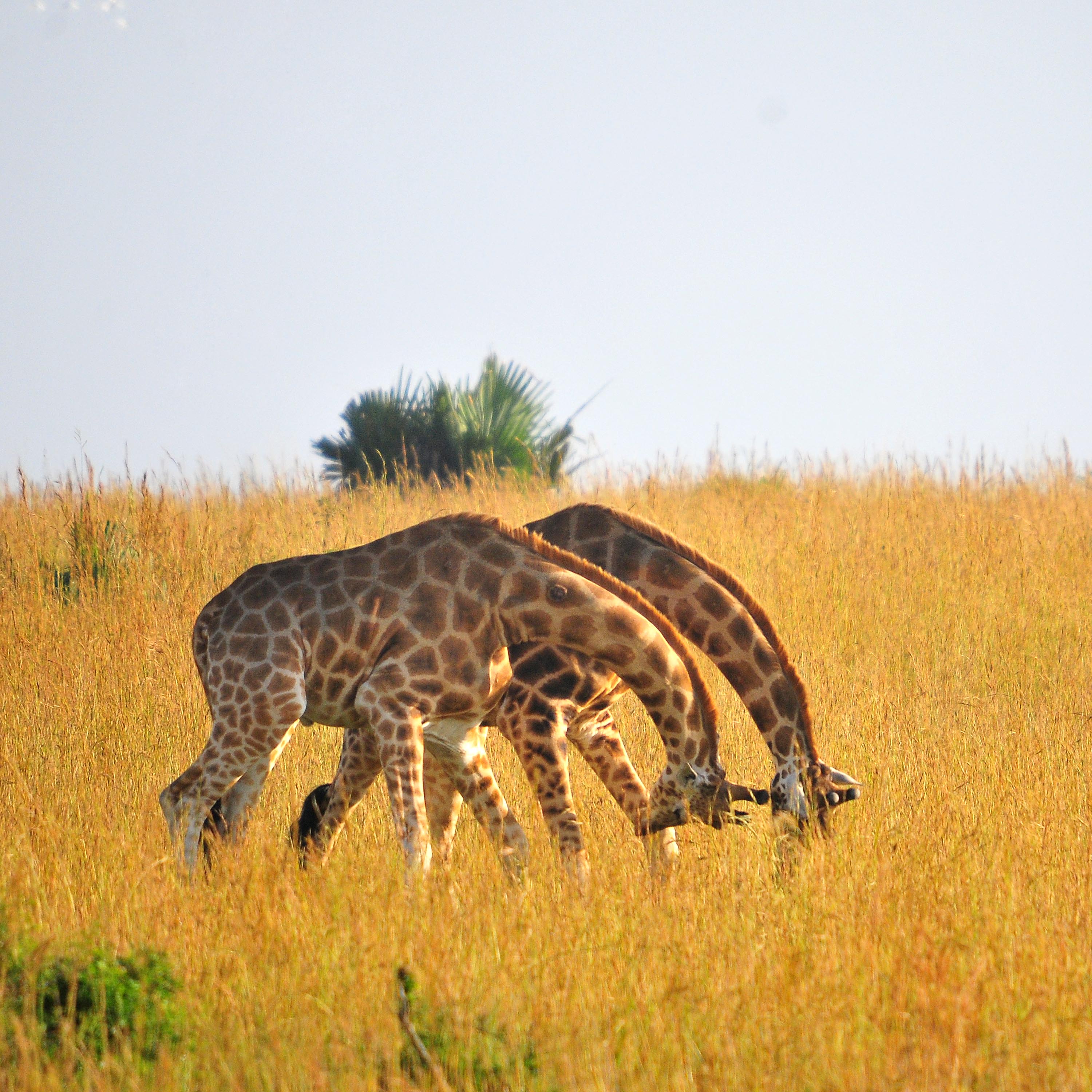 Giraffes in Murchison Falls — Long Photographic Expeditions Uganda